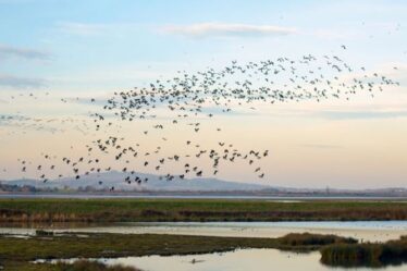 Les parcs naturels et les centres des zones humides de Grande-Bretagne affichent de vastes collections d'oiseaux rares
