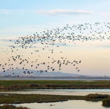 Les parcs naturels et les centres des zones humides de Grande-Bretagne affichent de vastes collections d'oiseaux rares