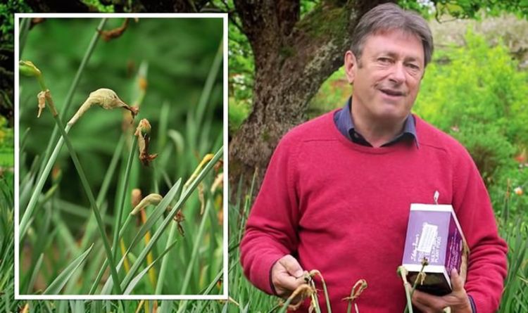 Alan Titchmarsh partage un conseil `` important '' sur la façon de `` garantir '' les bulbes de jonquille chaque année