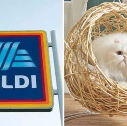 Aldi va vendre une nouvelle chaise oeuf suspendue avec une touche - achetez ce dimanche