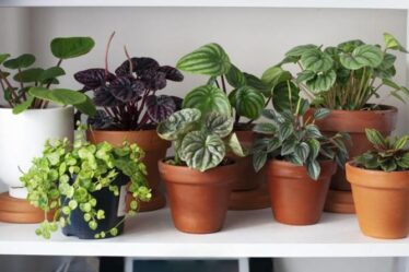 Astuces pour les plantes d'intérieur - Sept trucs et astuces faciles pour les plantes d'intérieur