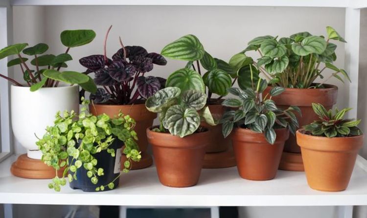 Astuces pour les plantes d'intérieur - Sept trucs et astuces faciles pour les plantes d'intérieur