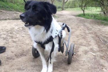 Chien abandonné surmonté de joie après avoir été équipé d'un fauteuil roulant pour une nouvelle chance dans la vie