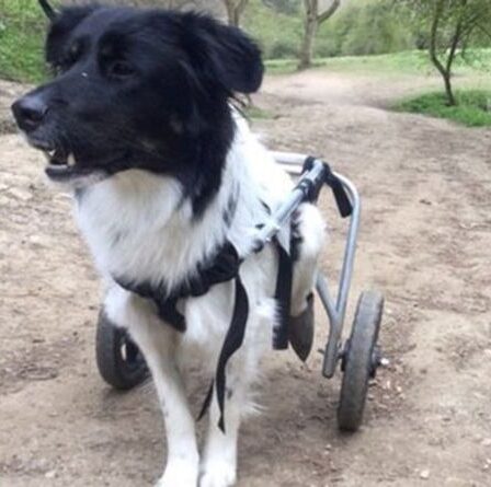 Chien abandonné surmonté de joie après avoir été équipé d'un fauteuil roulant pour une nouvelle chance dans la vie