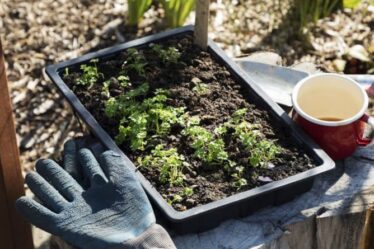 Comment espacer vos légumes pour la plantation