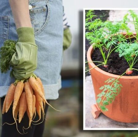 Comment faire pousser des carottes dans des conteneurs - 3 conseils faciles