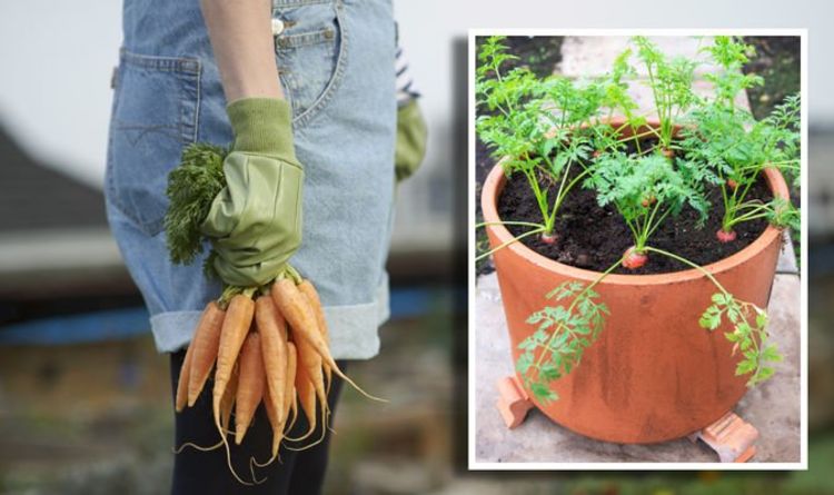 Comment faire pousser des carottes dans des conteneurs - 3 conseils faciles