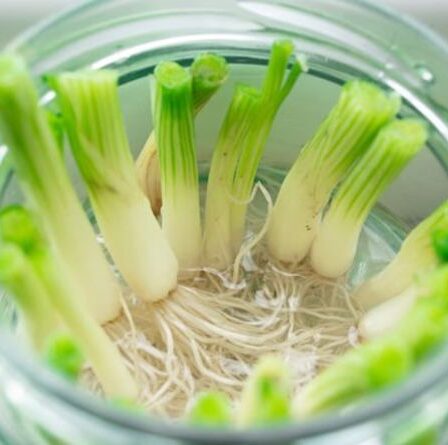 Comment faire pousser des oignons de printemps dans l'eau et ne plus jamais les acheter