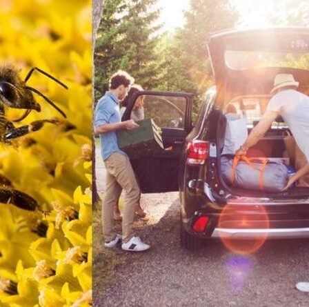 Comment savoir s'il s'agit d'un frelon géant asiatique et que devez-vous faire?