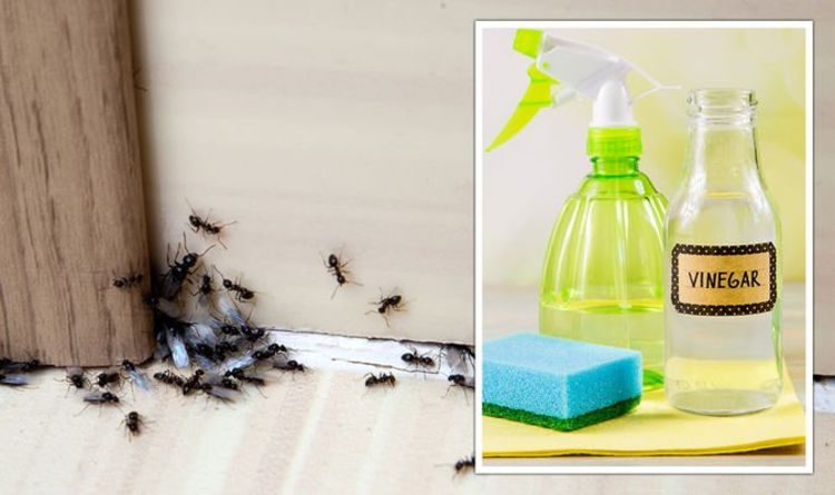 Comment se débarrasser des fourmis - Méthodes naturelles pour éliminer les fourmis de votre maison
