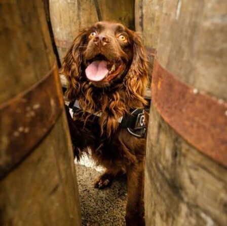 Cute Dog décroche un emploi de rêve ... en tant que renifleur de whisky