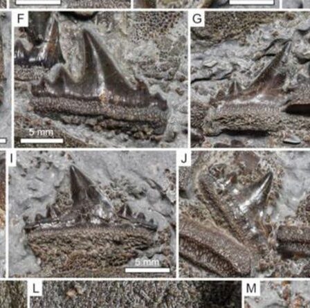D'anciennes espèces de requins découvertes sur la côte anglaise rôdaient dans les mers il y a 150 millions d'années