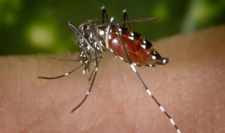 Des moustiques tigres asiatiques porteurs de virus mortels arrivent au Royaume-Uni - avertissement urgent pour fermer les fenêtres