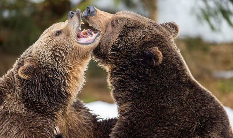 Deux ours bruns abattus après la fuite du zoo de Whipsnade - `` Incroyablement bouleversant ''