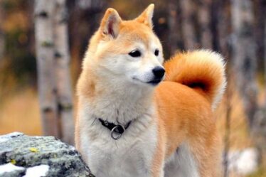 Dogecoin: Qu'est-ce que la pièce Shiba Inu?  Tout savoir sur le rival DOGE