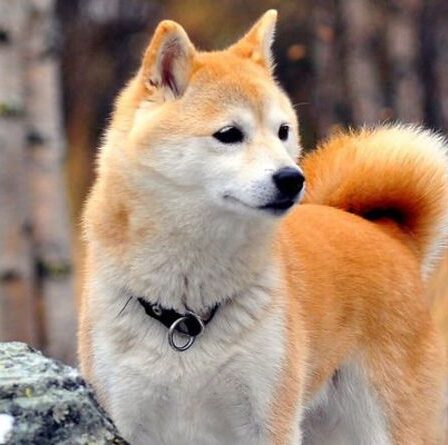 Dogecoin: Qu'est-ce que la pièce Shiba Inu?  Tout savoir sur le rival DOGE