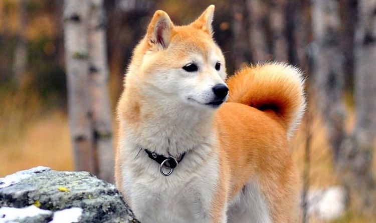 Dogecoin: Qu'est-ce que la pièce Shiba Inu?  Tout savoir sur le rival DOGE