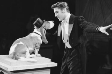 Elvis Presley: Les chambres invisibles de Graceland - Dans le placard des colliers de chien du roi