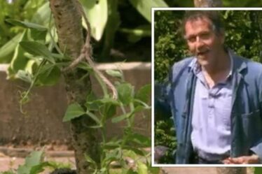Gardeners 'World: Monty Don explique pourquoi il était `` inquiet' 'de planter des pois de senteur