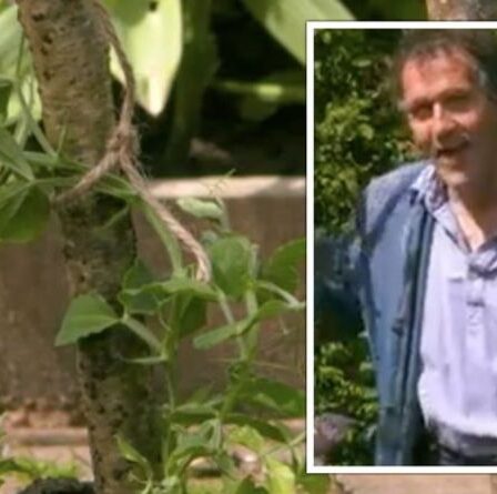 Gardeners 'World: Monty Don explique pourquoi il était `` inquiet' 'de planter des pois de senteur