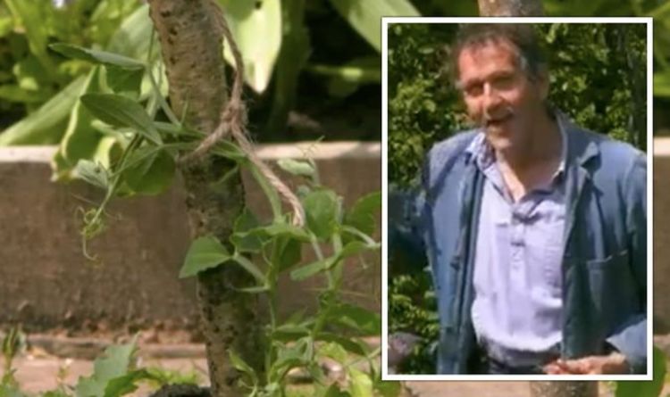Gardeners 'World: Monty Don explique pourquoi il était `` inquiet' 'de planter des pois de senteur