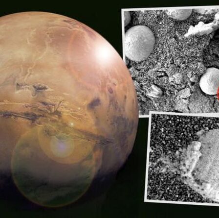`` Il y a de la vie sur Mars '' Une étude bizarre affirme que des champignons extraterrestres poussent sur la planète rouge
