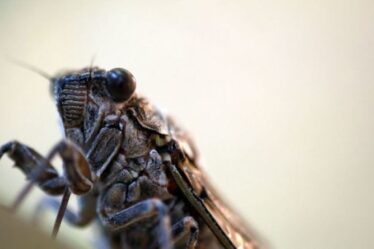 Invasion de cigales: des milliards d'insectes Brood X devraient émerger dans les villes américaines