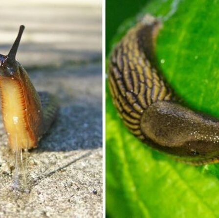Jardinage: comment gérer les limaces dans votre jardin et les empêcher d'endommager les plantes
