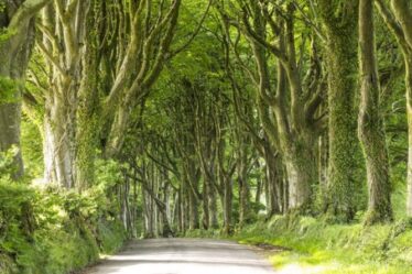 La Grande-Bretagne plantera 7000 hectares d'arbres par an pour tenter de diriger l'effort climatique mondial