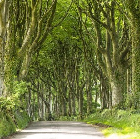 La Grande-Bretagne plantera 7000 hectares d'arbres par an pour tenter de diriger l'effort climatique mondial