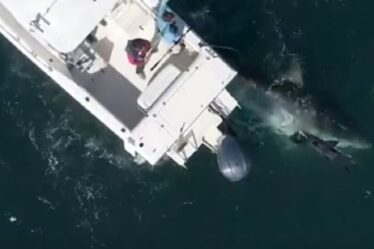 La côte californienne menacée alors que la population de grands requins blancs augmente au milieu des craintes d'attaque