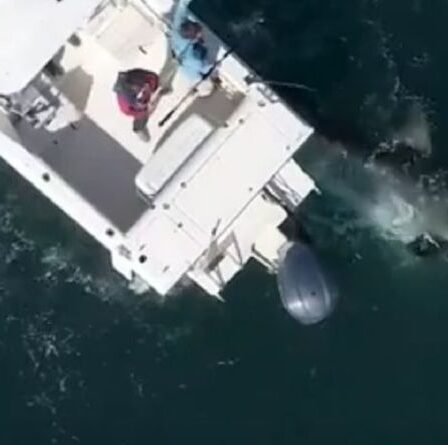 La côte californienne menacée alors que la population de grands requins blancs augmente au milieu des craintes d'attaque