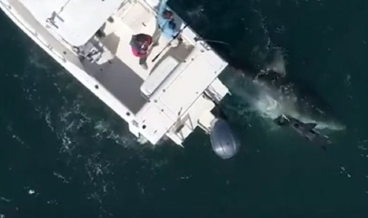 La côte californienne menacée alors que la population de grands requins blancs augmente au milieu des craintes d'attaque