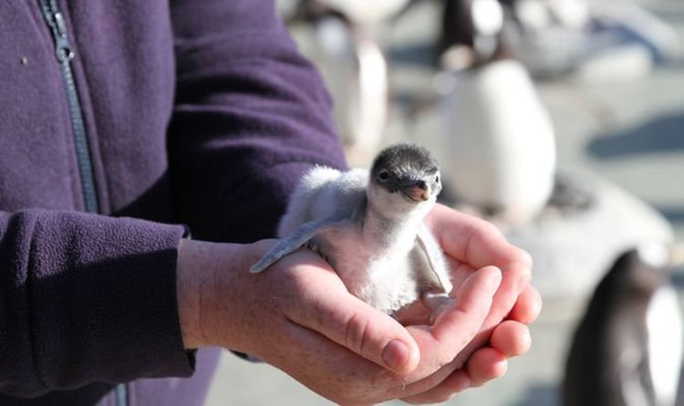 Le zoo d'Édimbourg accueille d'adorables poussins de pingouins - voici comment les regarder 24h / 24 et 7j / 7