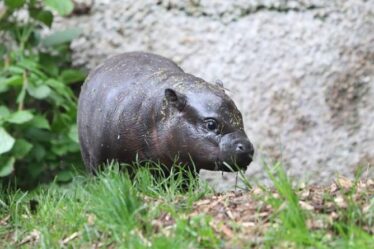 Le zoo d'Édimbourg donne au public le pouvoir de nommer un bébé hippopotame pygmée - et ils ne l'ont pas laissée tomber