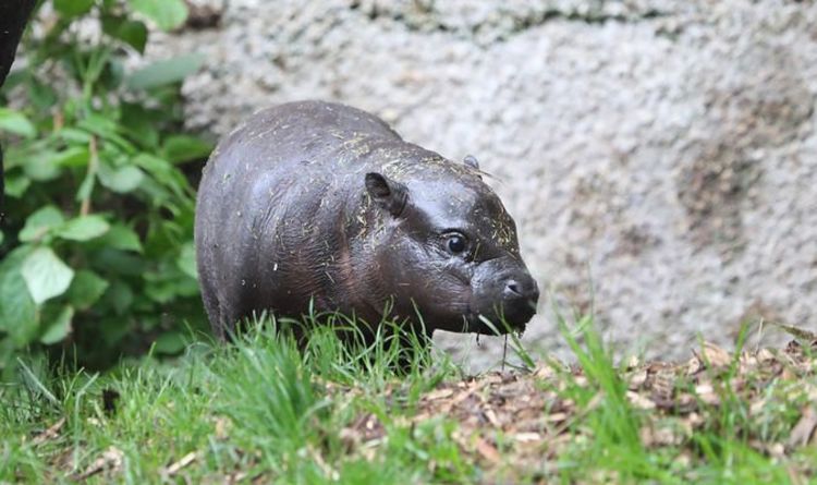 Le zoo d'Édimbourg donne au public le pouvoir de nommer un bébé hippopotame pygmée - et ils ne l'ont pas laissée tomber