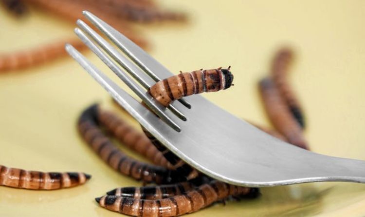 Les asticots et les hamburgers d'insectes doivent être produits en masse pour lutter contre la malnutrition - rapport