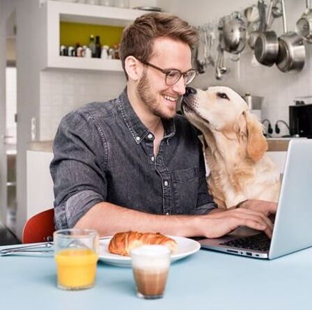 Les chiens souffrent d'anxiété de séparation lorsque vous retournez au travail - conseils pour vous aider