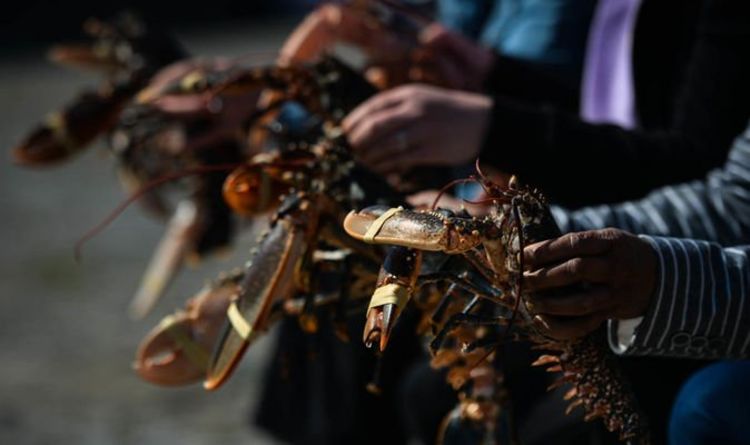 Les homards et les crabes peuvent ressentir de la joie et de la douleur: examen du bien-être animal