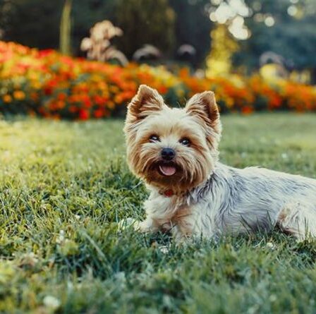 Les races de chiens les plus agressives révélées - et les résultats pourraient vous surprendre