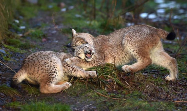 Lynx et chats sauvages réintroduits en Angleterre