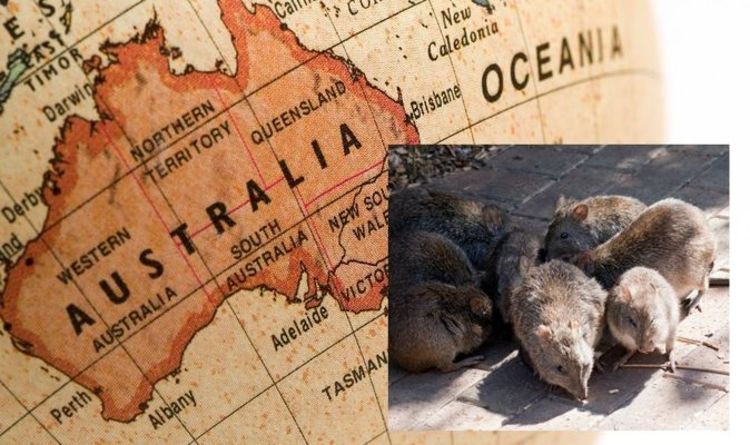 Peste de la souris en Australie: où se trouve la peste de la souris en Australie?