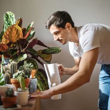 Plantes d'intérieur - 4 règles d'or pour garder les plantes d'intérieur saines et heureuses