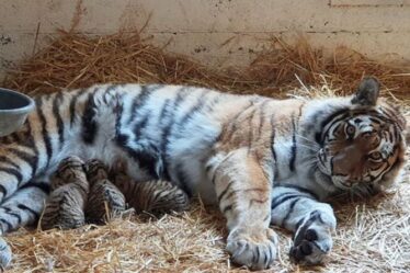 Premières photos d'adorables petits tigres en voie de disparition nés en Écosse