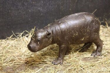 Premières photos d'un adorable bébé mini hippopotame né au zoo d'Édimbourg