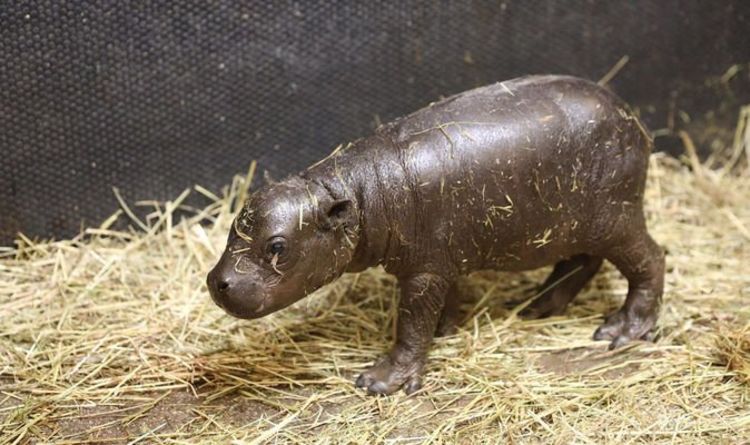 Premières photos d'un adorable bébé mini hippopotame né au zoo d'Édimbourg