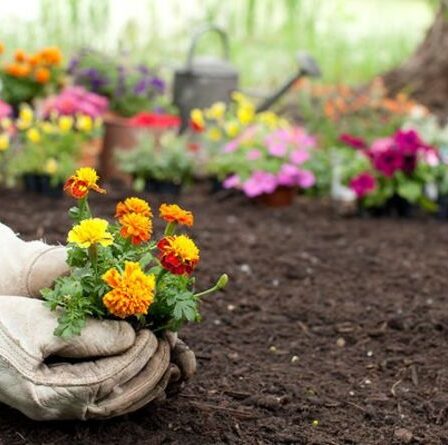 Quand planter des soucis - le meilleur moment pour aider vos plantes à prospérer