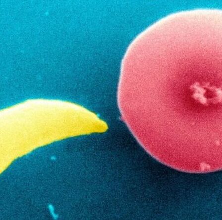 RÉVÉLÉ: l'épidémie de zombies est possible - et n'a besoin que de l'évolution d'un seul parasite pour se produire