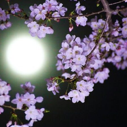 Signification de Flower Moon: Quelle est la signification du nom de la Flower Moon de Mai?