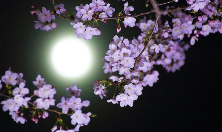 Signification de Flower Moon: Quelle est la signification du nom de la Flower Moon de Mai?
